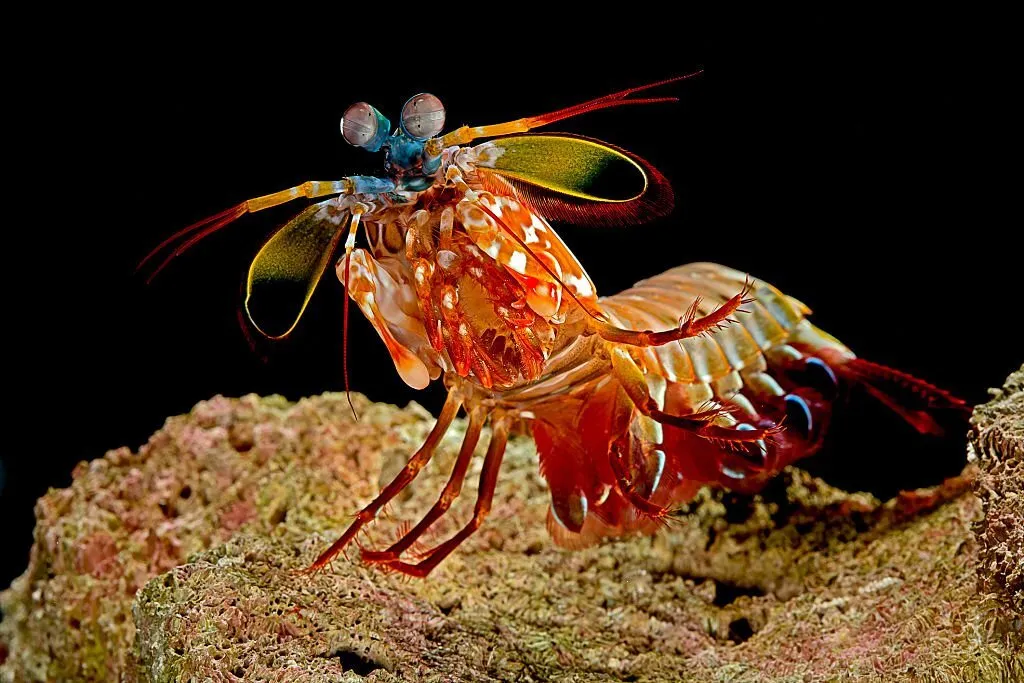 1,000 amazing facts about Shrimps