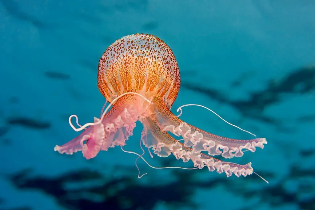 1,000 amazing facts about Immortal Jellyfish