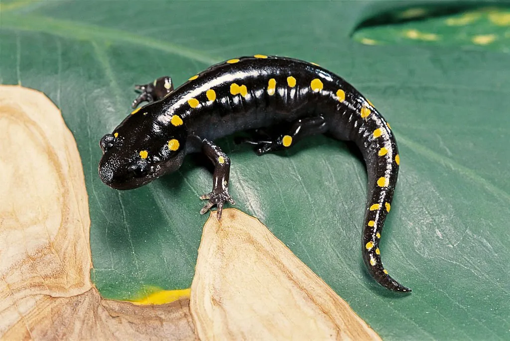 1,000 amazing facts of Salamanders