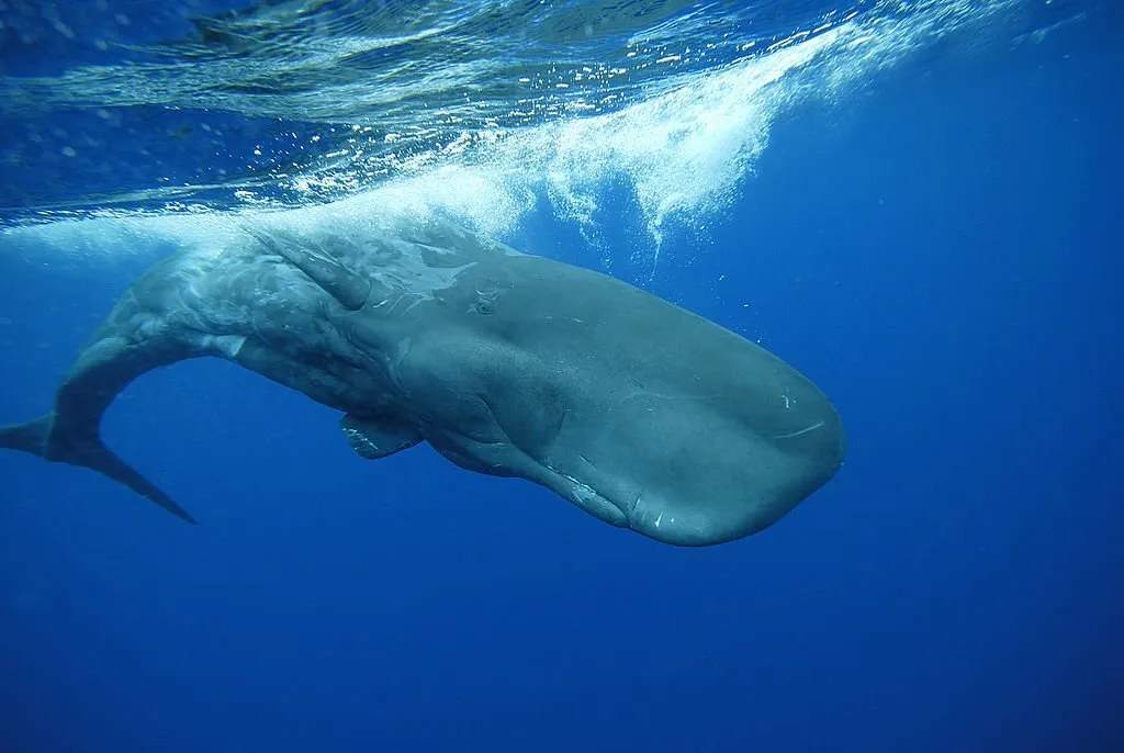 1,000 amazing facts about Sperm Whales