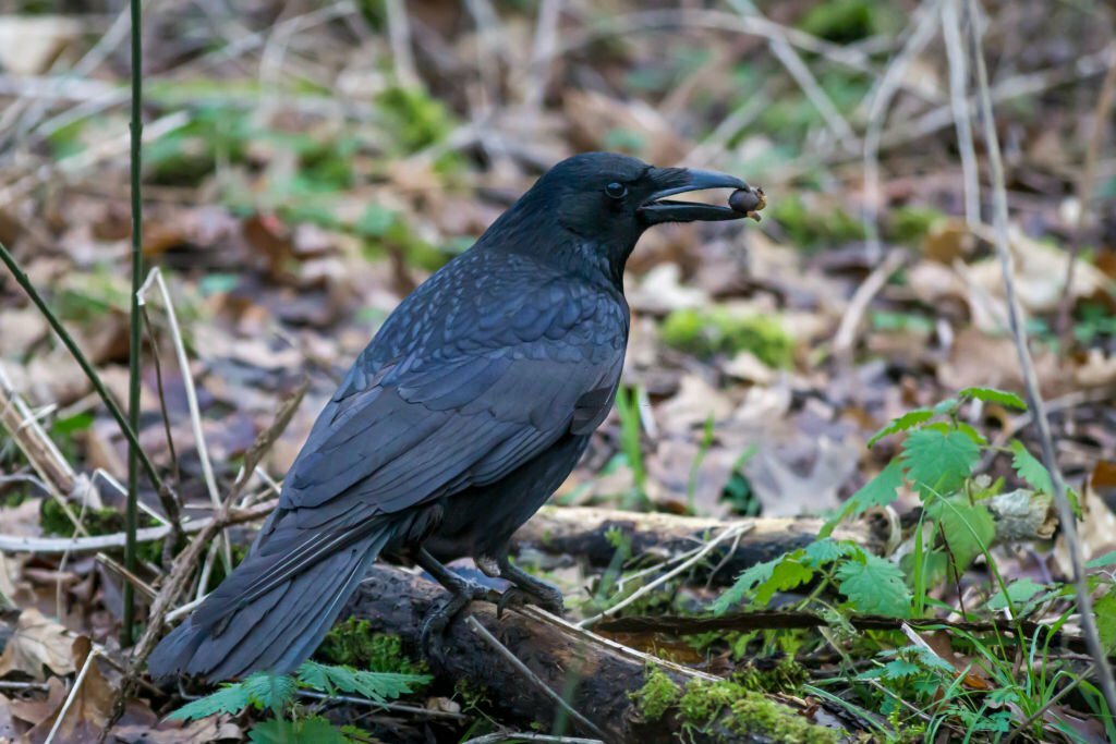 Why Do Crows Eat Other Birds Babies?