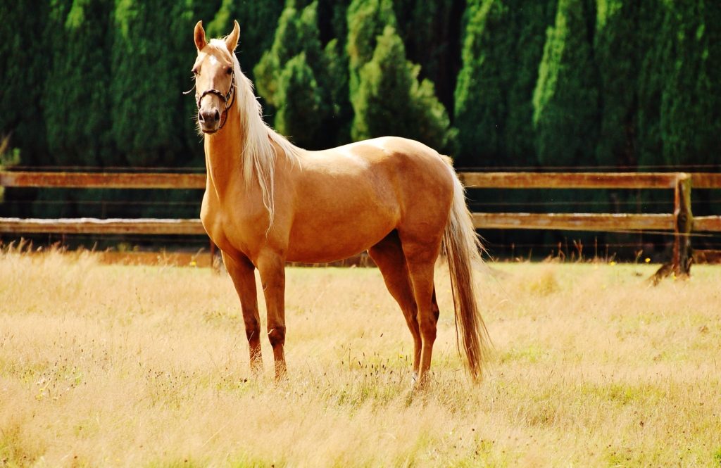 Badass Palomino Horse