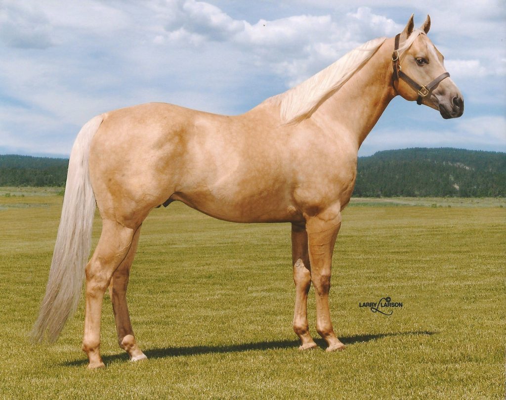 Female Palomino Horse Names