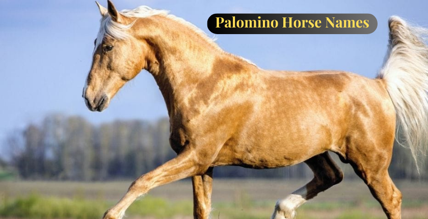 Palomino Horse Names