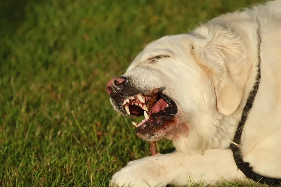 The Legal Rights of Dog Bite Victims