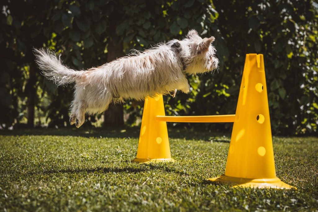 Dog Advanced Training Techniques